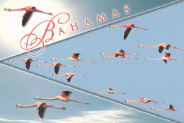 CPA - BIRDS FLYING, FLAMINGOS, NATIONAL BIRD OF THE BAHAMAS - BAHAMAS - Bahamas