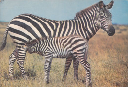 CPA - A ZEBRA AND HER BABY, GENERAL VIEW - Zebra's