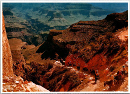 Arizona Grand Canyon National Park Daily Mule Train Descending To The Canyon Floor - Gran Cañon