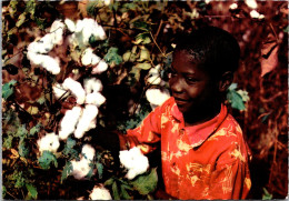Black Americana Cotton Picking Young Boy In Cotton Field 1985 - Negro Americana