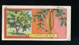 Jacques - 1933 - G11 - Caroubier, Johannesbroodboom, Carob, Ceratonia - Jacques