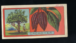 Jacques - 1933 - G12 - Cacaoyer, Theobroma Cacao, Cacao Tree, Cocoa Tree - Jacques