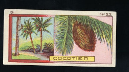 Jacques - 1933 - G22 - Cocotier, Cocos - Jacques