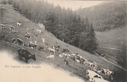  *** 88  *** Elevage Dans Les Vosges Die Vogesen  Précurseur Neuf Excellent état  - Allevamenti