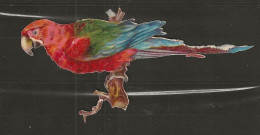 Découpis Gaufrée Perroquet Année 1900 - Animali