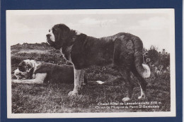 CPA 1 Euro Chien De Race Dog Non Circulé Prix De Départ 1 Euro Saint Bernard - Chiens