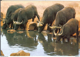 Kenya * Buffalo's Drinking At Pool - Kenya