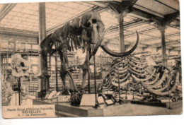 Bruxelles , Musée Royal D' Histoire Naturelle , Le Mammouth ( 1913 ) - Musea