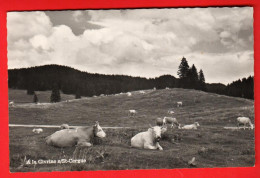 ZWV-14  Alpage De La Givrine Sur Saint-Cergue. Troupeau De Vaches. Jura Vaudois.  Deriaz 11108 NC - Saint-Cergue