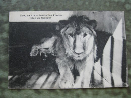 LION DU SENEGAL Dans Le Jardin Des Plantes à Paris - Lions