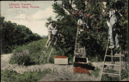 CPA Salt River Valley Arizona USA, Gathering Oranges - Autres & Non Classés