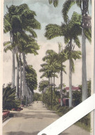 Espagne, Trinidad B W I,  Barbados, Avenue Of Palms - Colecciones Y Lotes