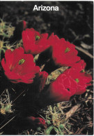 HEDGEHOG CACTUS, ARIZONA, UNITED STATES. UNUSED POSTCARD   Zf4 - Cactus