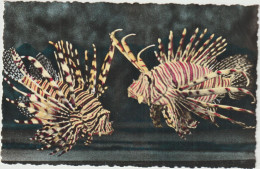 Dav : Monaco :  Aquaruim , Poisson Pterois  Volitans - Oceanographic Museum