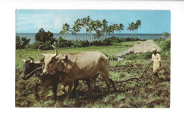 FIJI - INDIAN PLOUGHMAN - TYPES ET SCENES ETHNIC ETHNIQUE - Fiji