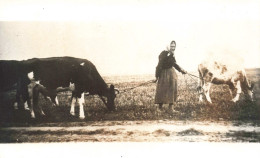 PHOTOGRAPHIE - Une Paysanne Tirant Une Vache Et Son Petit -  Carte Postale Ancienne - Fotografie