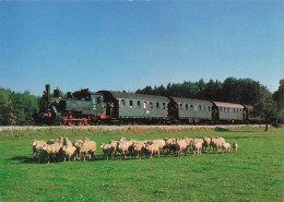 TRANSPORT - Lokalbahn - Dampflokomotive 98 812 - Troupeau De Moutons - Carte Postale - Treinen