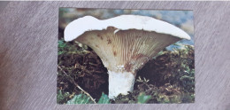 Lactaire Oeuvre Des Pupilles De L'Ecole Publique De La Manche - Mushrooms
