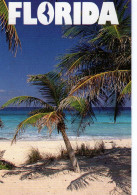 Florida Blue Lagoon ; Timbrée De Miami  En 1997 ( Palmier , Cocotier ? - Miami