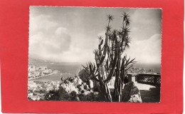 MONACO---Jardin Exotique De Monaco--Les Cereus Et Yuccas Du Jardin Exotique--voir 2 Scans - Exotische Tuin
