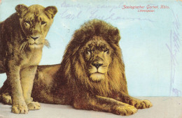 PHOTOGRAPHIE - Le Lion Et Sa Femelle - Zoologischer Garten - Köln - Colorisé - Carte Postale Ancienne - Photographie