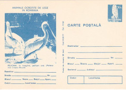 ANIMALS, BIRDS, DALMATIAN PELICAN, KESTREL, POSTCARD STATIONERY, 1977, ROMANIA - Pelicans