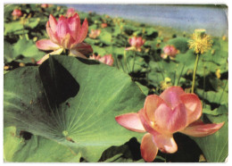 Lotus Flower Nelumbo Nucifera USSR 1968 Unused 3Kop Postal Stationery Postcard - 1960-69