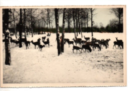 Nassogne , Chasse Du Bois De Nassogne - Nassogne