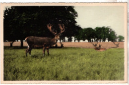 Nassogne , Sieste Des Cerfs Dans La Clairière D ' Inze - Moiny - Nassogne