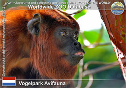 01152 Vogelpark Avifauna, NL - Venezuelan Red Howler Monkey (Alouatta Seniculus Seniculus) - Alphen A/d Rijn