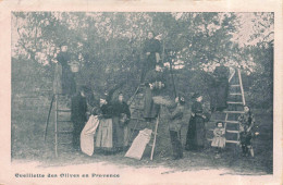 PHOTOGAPHIE - Cueillette Des Olives En Provence - Carte Postale Ancienne - Photographie