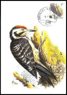 CM/MK° - 2349 - Pic épeichette/Kleine Bonte Specht/Buntspecht/Great Spotted Woodpecker - BSL-BXL - 8-01-1990 - BUZIN RRR - Climbing Birds