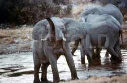 4 Slides Set 60s ELEPHANT ANGOLA AFRICA AFRIQUE 35mm DIAPOSITIVE SLIDE NO PHOTO FOTO NB2661 - Diapositives