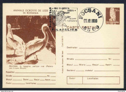 PELICAN - PELECANUS CRISPUS / 1980 ROUMANIE ENTIER POSTAL ILLUSTRE (ref 739d) - Pelícanos