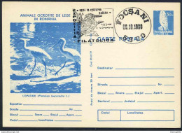 SPATULE BLANCHE - PLATALEA LEUCORODIA - PELICANIFORME / 1980 ROUMANIE ENTIER POSTAL ILLUSTRE (ref 739c) - Pelicans