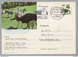 AUTRUCHE - OSTRICH / 1977 ALLEMAGNE ENTIER POSTAL ILLUSTRE VOYAGE (ref 1058e) - Struzzi