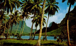 Delcampe - MOOREA  BAY  ( TAHITI ) - Tahiti