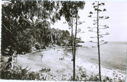 83 - LE RAYOL Environ De Cavalaire - Un Coin De Plage - Rayol-Canadel-sur-Mer