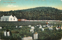 America Antilles Bermuda Onion Field - Bermuda