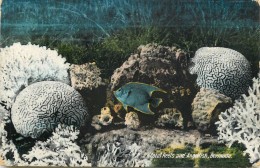 America Antilles Bermuda Coral Reefs And Agelfish - Bermudes