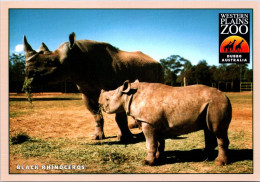 15-9-2023 (1 U 11) Australia - NSW  Dubbo Zoo Black Rhinoceros - Rhinozeros