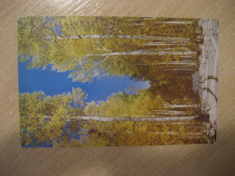 ASPEN Colorado Aspens In The Winter Tree Trees Postcard USA - Other & Unclassified