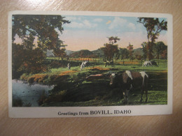 BOVILL Idaho Greetings From Cow Bull Postcard USA - Andere & Zonder Classificatie