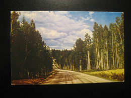 KAIBAB National Forest Arizona Tree Trees Postcard USA - Autres & Non Classés