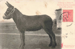 ANIMAUX - Âne - L'élevage En Poitou IV Spécimen De La Race Renommée Des Baudets Poitevins - Carte Postale Ancienne - Anes