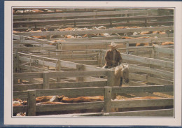 Amarillo, Texas, Cow-boy (éleveur Texan) Au Milieu Du Troupeau Au Corral, à Cheval, - Amarillo