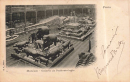 FRANCE - Paris - Galerie De Paléontologie - Carte Postale Ancienne - Museen