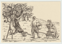 La Cueillette Des Olives (illustration De G.Jeanjean) - Languedoc-Roussillon