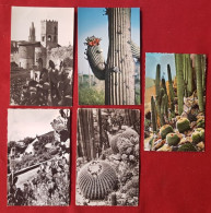 12 Cartes - Fleurs Cactus - Sukkulenten