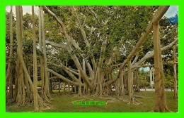 FORT MYERS, FL - BANYAN TREE - TRAVEL IN 1971 -  PUB. BY FT. MYERS PHOTO SUPPLY - DEXTER PRESS INC - - Fort Myers